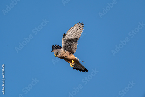 Male kestrel bird of prey, Falco tinnunculus, hovering hunting for prey