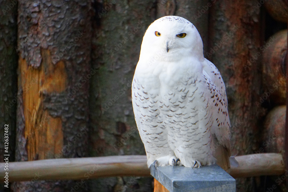 Snowy Owl Bubo Scandiacus Stock Photo Stock Images Stock Pictures Snowy Owl Bubo Scandiacus Stock Photo Stock Images Stock Pictures