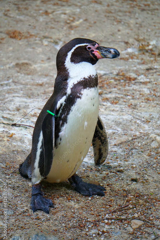 Fototapeta premium Funny Penguin Flapping Its Wings Stock Photo Stock Images Stock Pictures