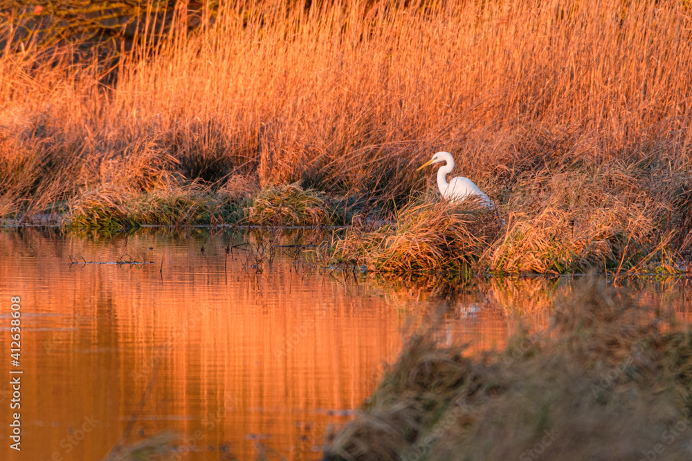 Great white egret in the swamp at sunrise