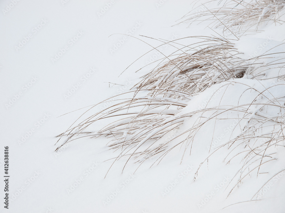 Obraz premium Grashalme im Schnee