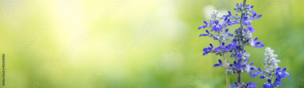 Closeup of purple Lavender flower on blurred gereen background under sunlight with copy space using as background natural plants landscape, ecology cover page concept. Closeup of purple Lavender flower on blurred gereen background under sunlight with copy space using as background natural plants landscape, ecology cover page concept.