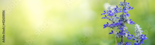 Closeup of purple Lavender flower on blurred gereen background under sunlight with copy space using as background natural plants landscape  ecology cover page concept.