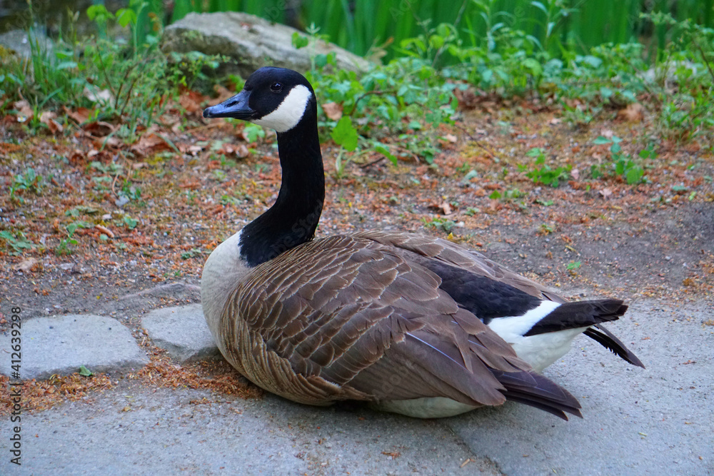 Obraz premium Black Goose Looking At Camera Stock Photo Stock Images Stock Pictures
