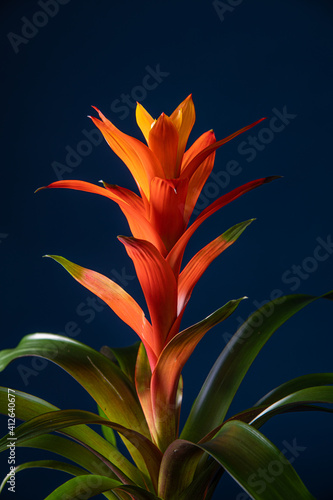 Tillandsia Red Abdita