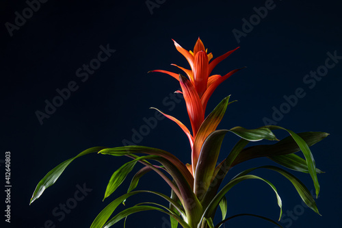 Tillandsia Red Abdita