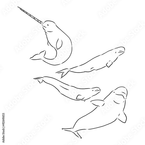 Graphic beluga whale collection. Sea creature isolated on white background. Vector ocean mammal. Coloring book page . beluga whale vector sketch illustration