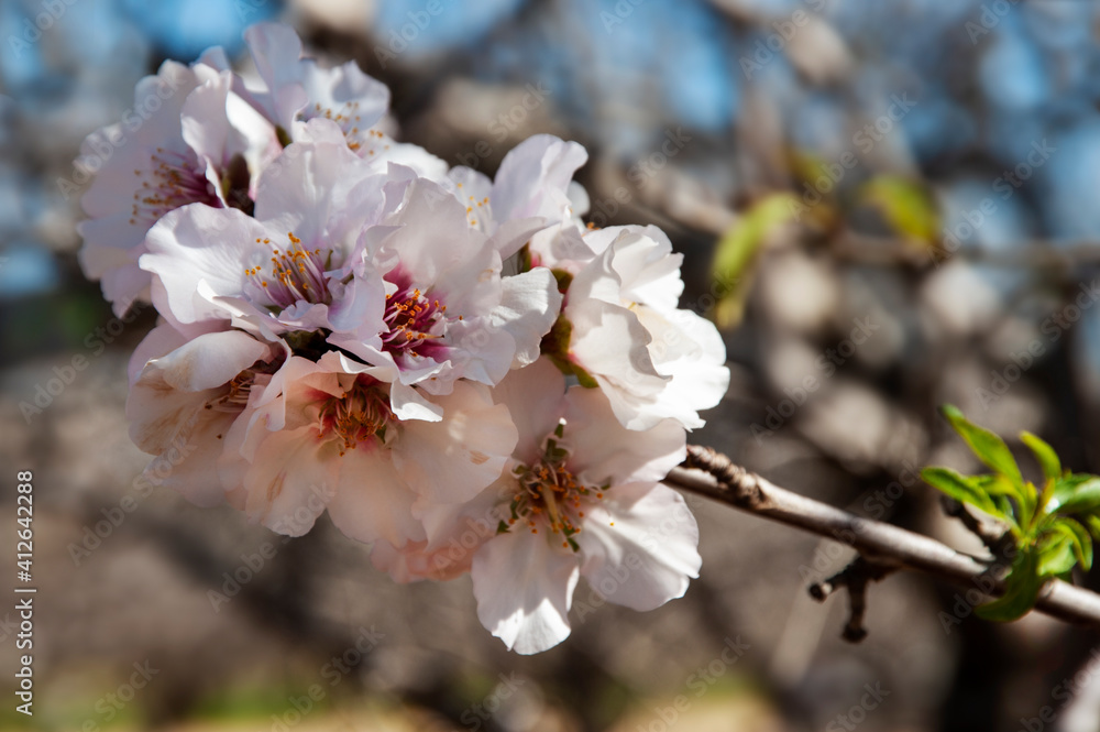 Close up of  branch with  beautiful almond  flowers.