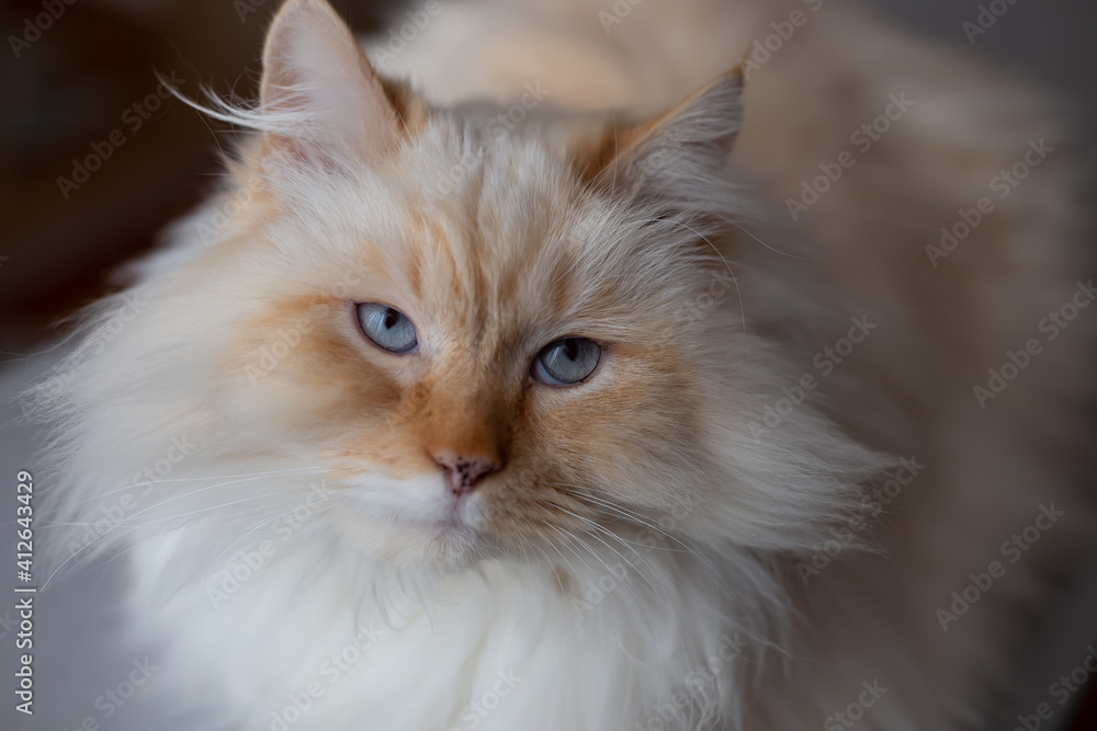 Portrait of a white cat with blue 