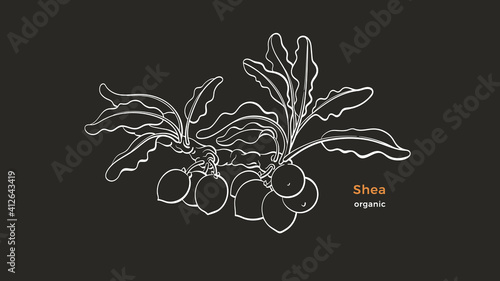 Shea tree. Vector art line branch. Organic butter