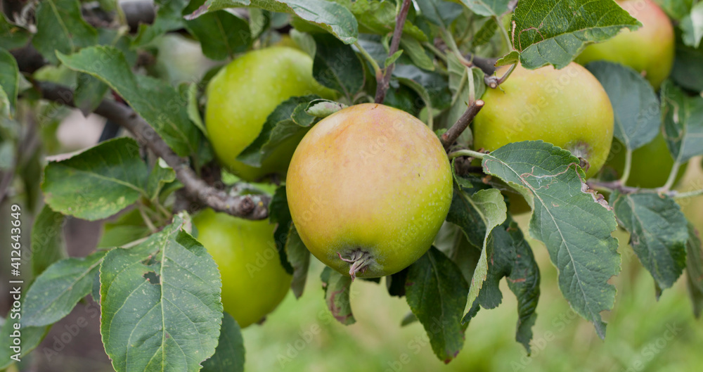Sour Double cordo apples on the tree - green cooking apple variety. Sour Double cordo apples on the tree - green cooking apple variety.