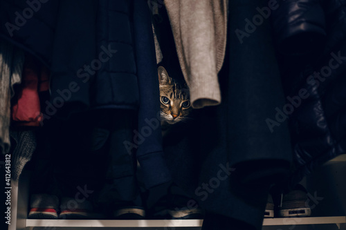 Funny scared tabby pet cat hiding in clothes at closet. Cute adorable surprised fluffy hairy striped domestic animal with green eyes sheltered in a wardrobe. Adorable furry kitten feline friend.
