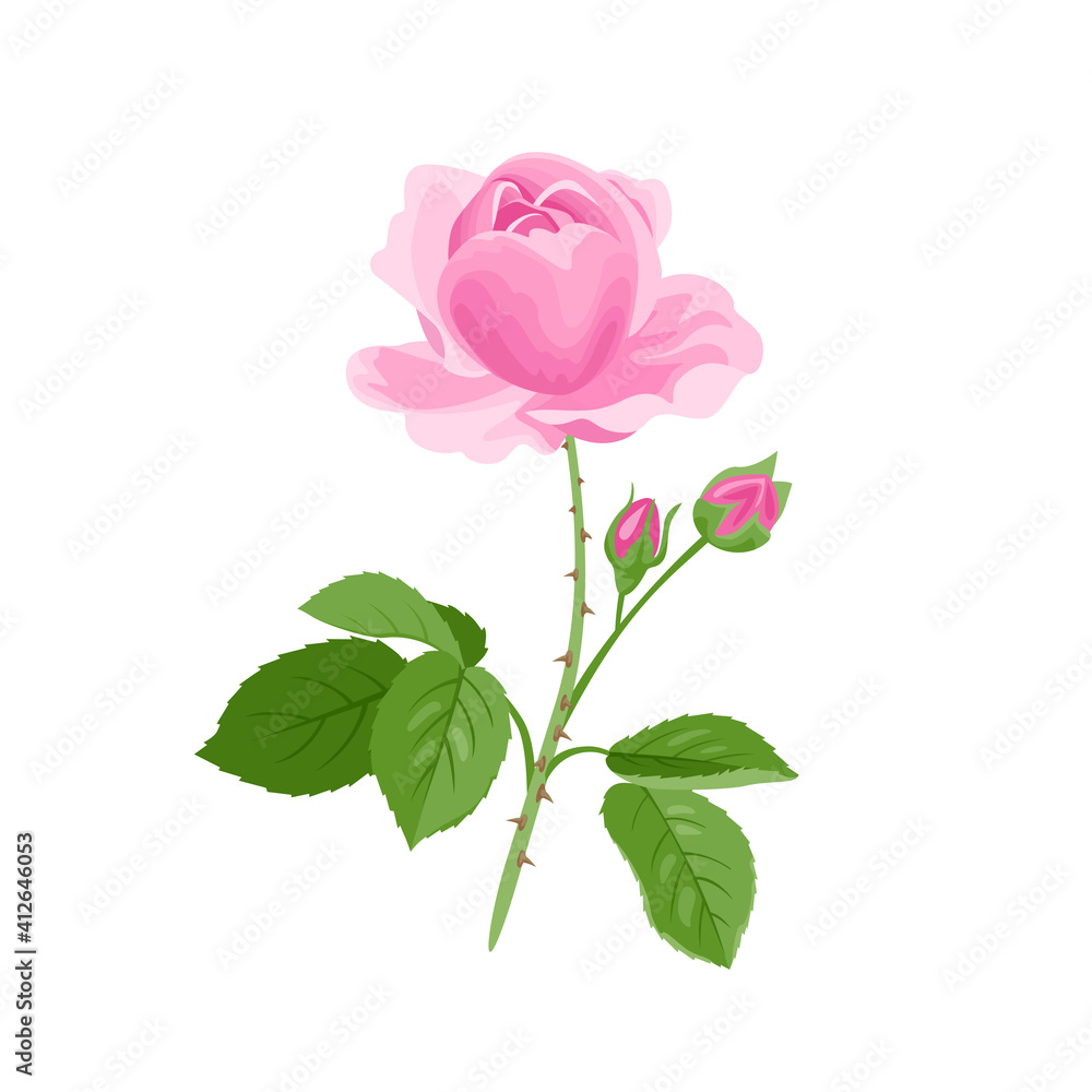 Pink Rose isolated on white background. Vector illustration of fresh fragrant flower with buds and green leaves in cartoon flat style. Pink Rose isolated on white background. Vector illustration of fresh fragrant flower with buds and green leaves in cartoon flat style.