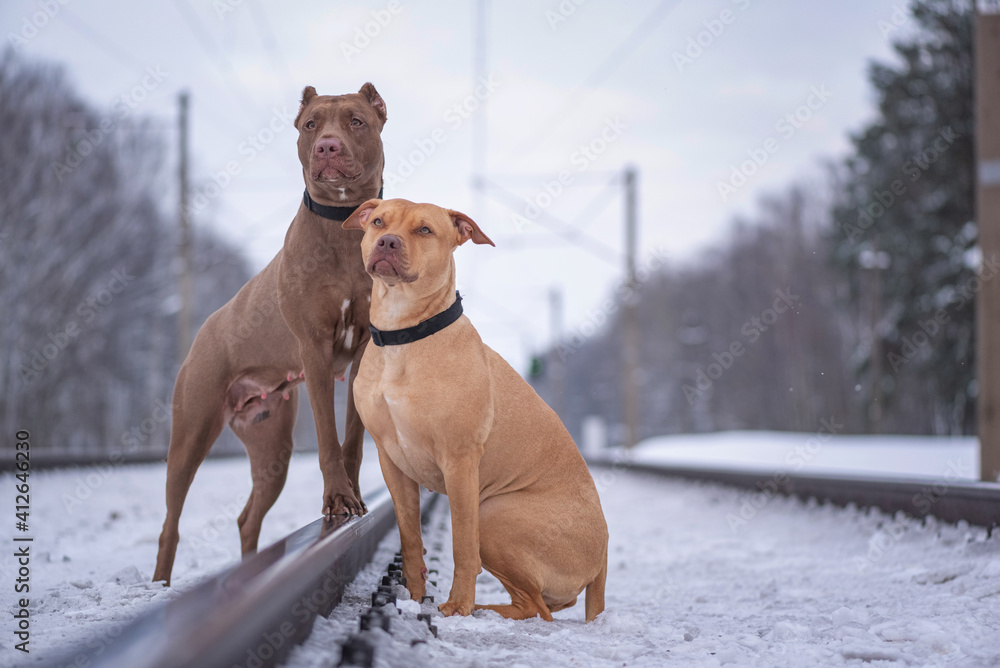 Portrait of two purebred American Pit Bull Terriers on a railroad track in winter. Portrait of two purebred American Pit Bull Terriers on a railroad track in winter.