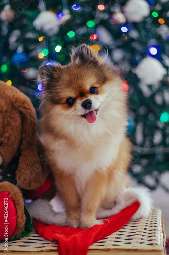 Cute little pomeranian dog under christmas tree