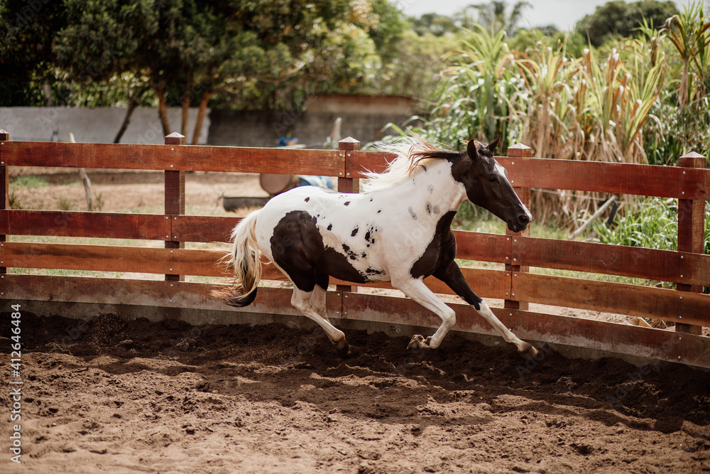 training and taming a young foal horse training and taming a young foal horse