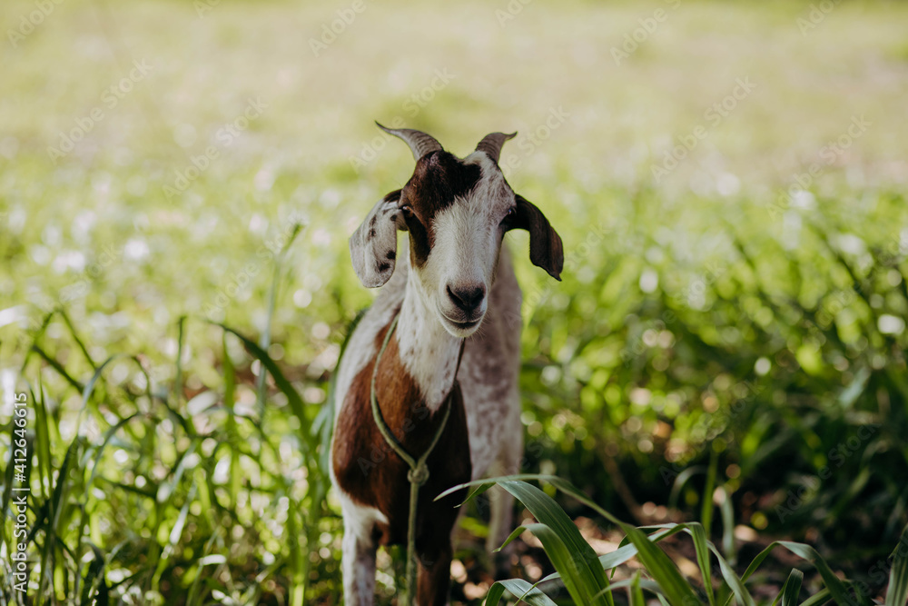 funny goat in the grass