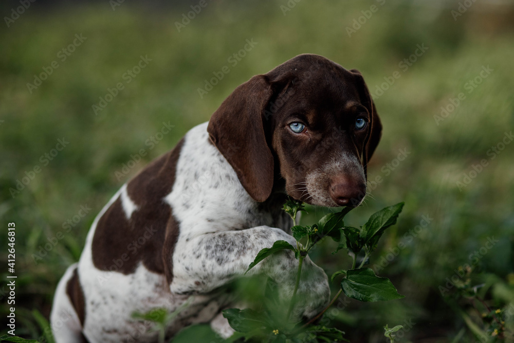 adorable purebred bracco italian dog with blue eyes