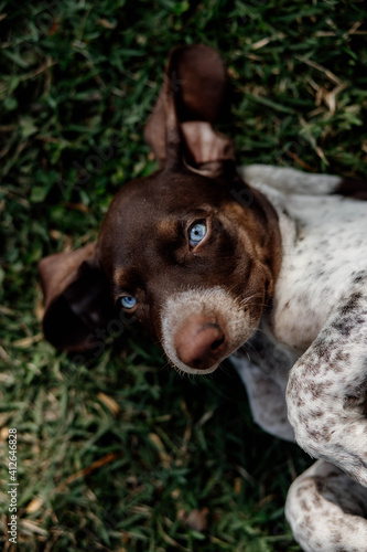 Fotografía adorable purebred bracco italian dog with blue eyes