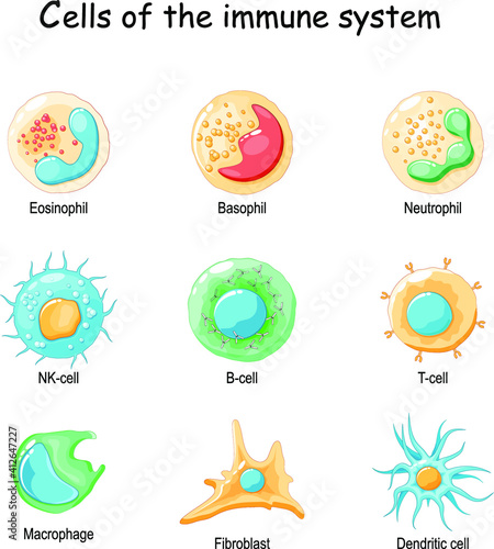 Cells of the immune system. White blood cells