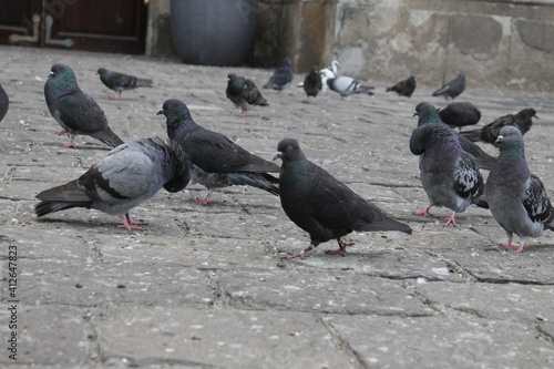 Grupo de palomas en la entrada a una iglesia.