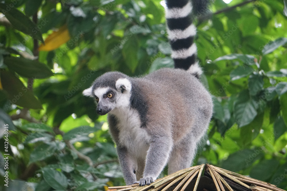 Fototapeta premium Ring-Tailed Lemur Stock Photo Stock Images Stock Pictures