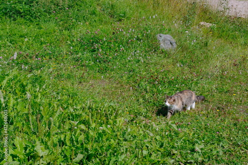 cat in the green grass in summer