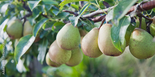 Beth Pear tree -  is an excellent early-season pear tree with juicy sweet fruit.