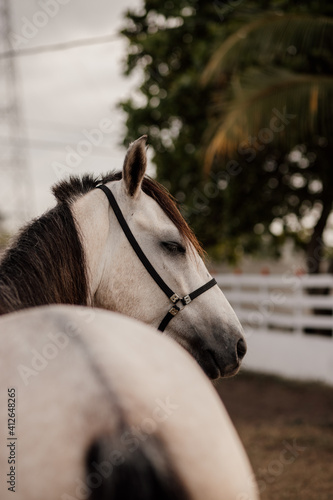 beautiful equine horse mangalarga on the fields