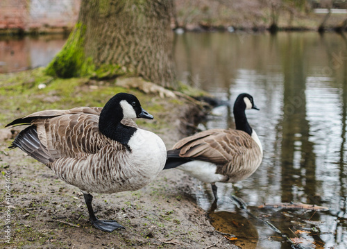 birds, Canadian goose
