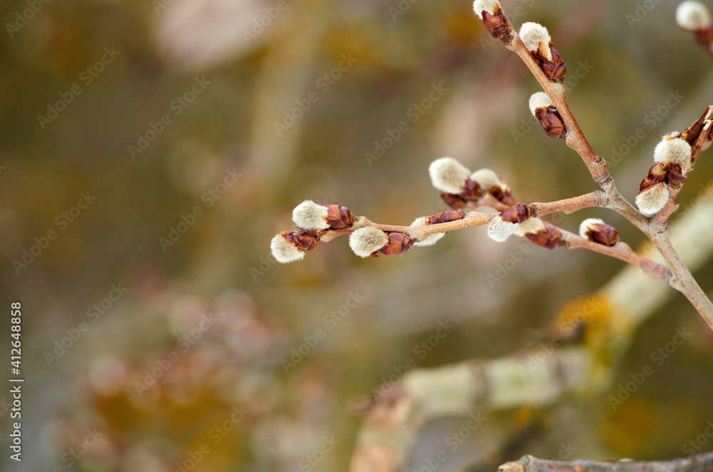 Aspen buds on the branch