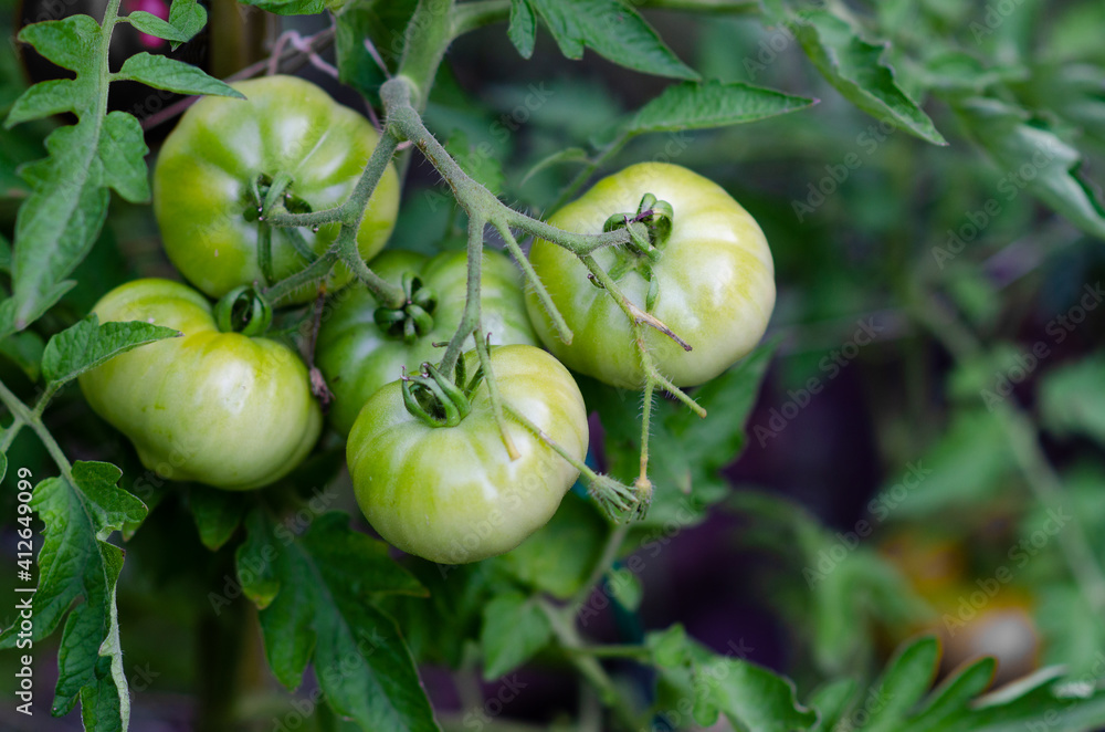 Tomatoes growing in the vegetable garden. Tomatoes growing in the vegetable garden.