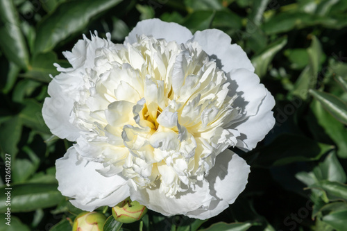 White flower peony flowering