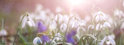 Banner first snowdrops in the forest.