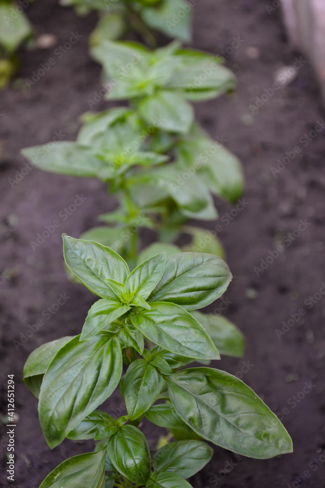 Basil plant in the garden. Fresh herbal basil plant. Fresh green leaves of thai basil. Cooking seasoning. Italian cuisine herb. Basil plant in the garden. Fresh herbal basil plant. Fresh green leaves of thai basil. Cooking seasoning. Italian cuisine herb.