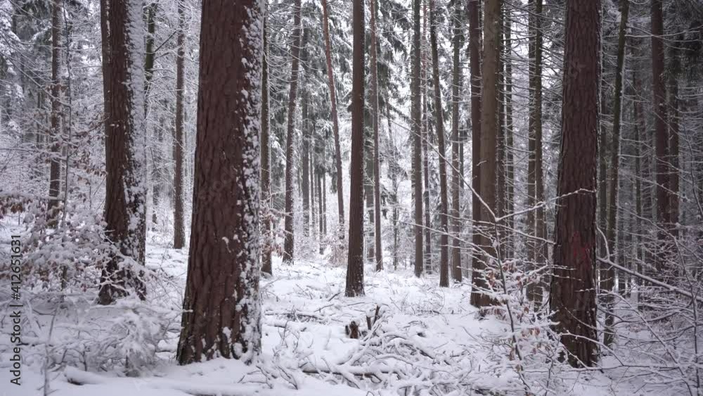 winter forest in the snow winter forest in the snow