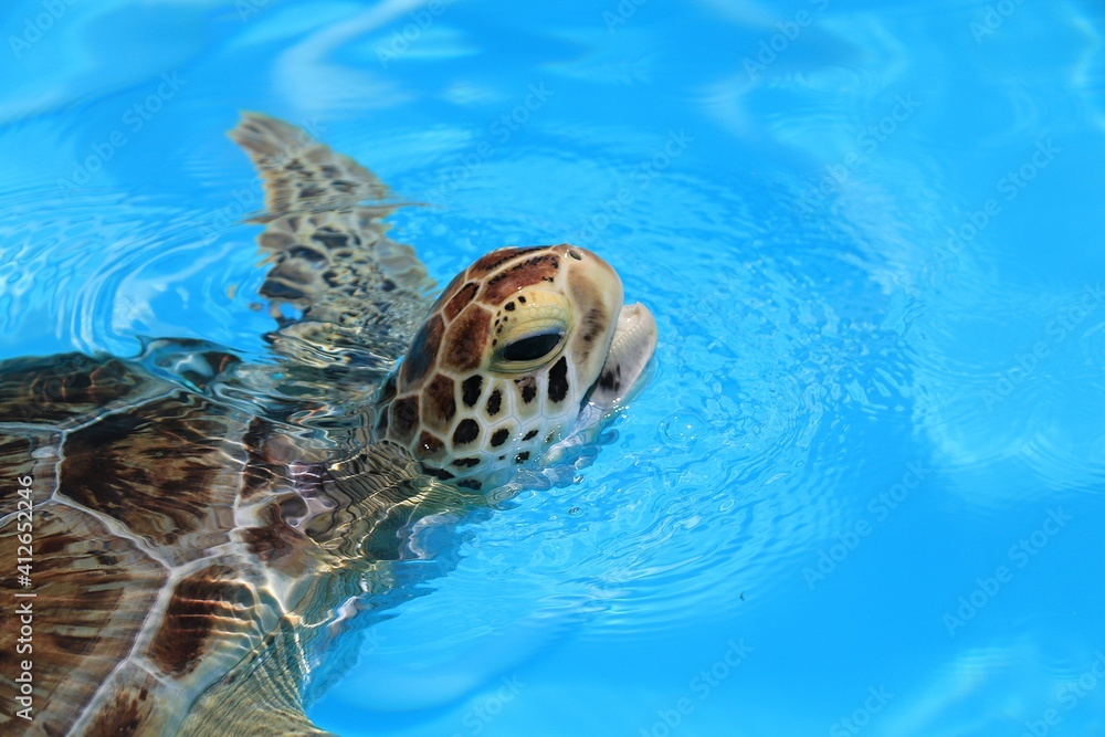 turtle hospital marathon discount