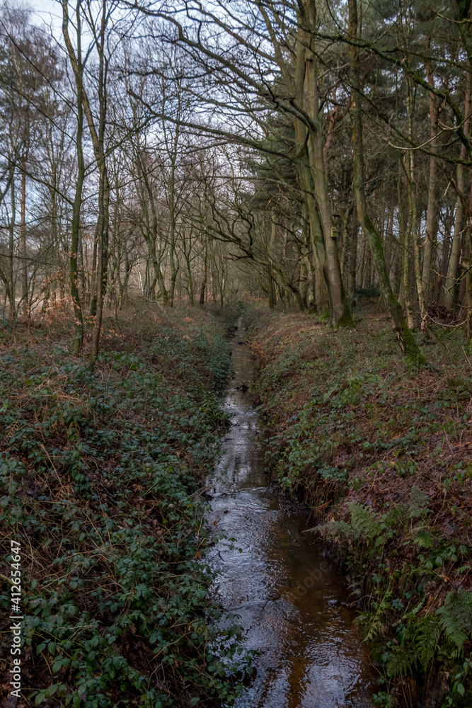 Views of Mere Sands Wood, Lancashire. February 21