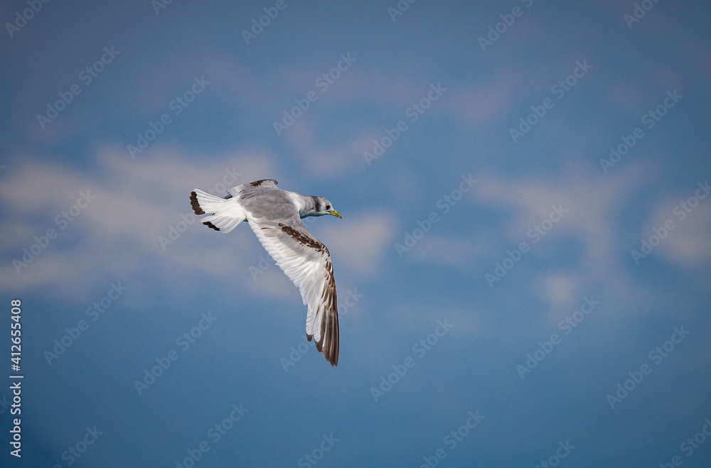 Obraz premium Flying Kittiwake. with soft clouds and blue sky background