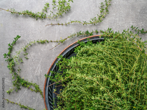 Metal tray of fresh thyme on concrete background. Overhead photo