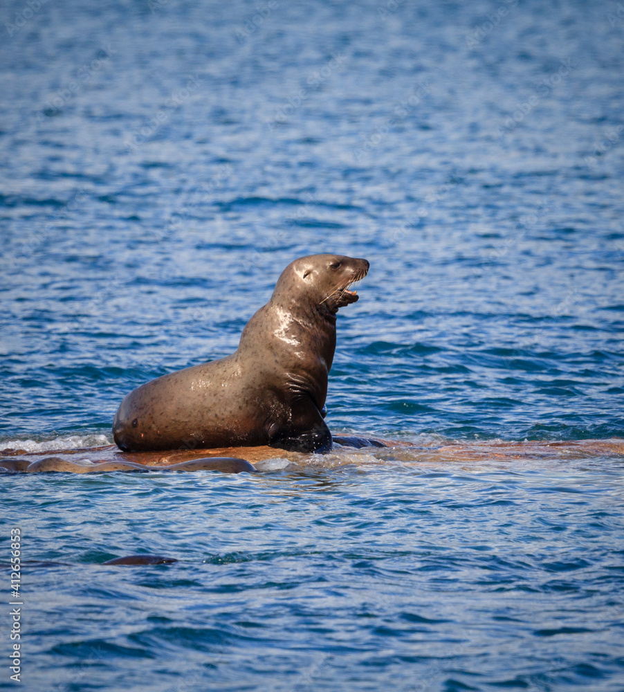 Naklejka premium Sea Lion yells in Alaska's Glacier Bay