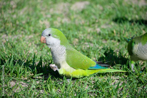 Monk parrot. Invasive exotic bird in Europe and North America. Myiopsitta monachus. photo