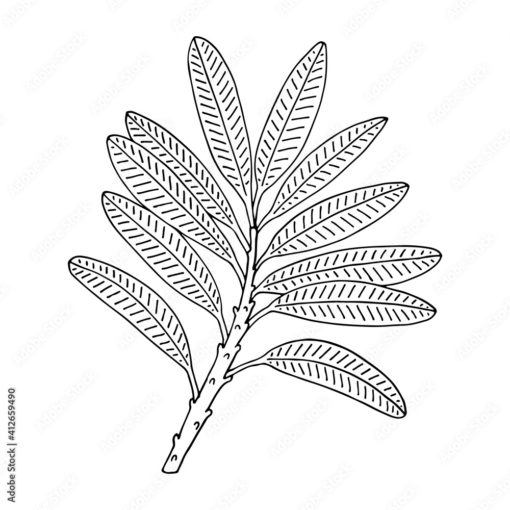 Rhododendron or Alpine rose. Evergreen alpine mountain shrub. Hand drawn contour vector illustration. Outline flower isolated on white background.