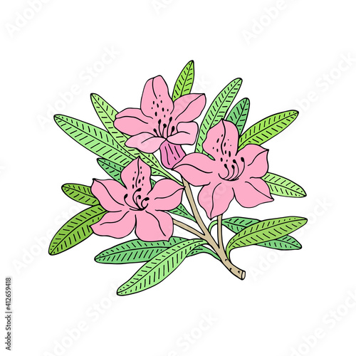 Rhododendron or Alpine rose. Evergreen alpine mountain shrub. Hand drawn contour vector illustration. Outline flower isolated on white background.