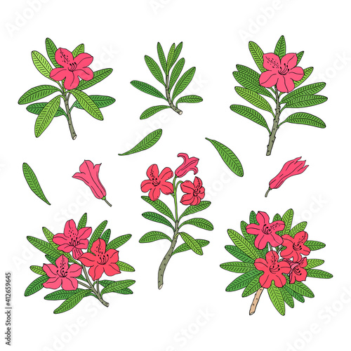 Rhododendron or Alpine rose. Evergreen alpine mountain shrub. Hand drawn contour vector illustration. Vector set with outline flower isolated on white background.