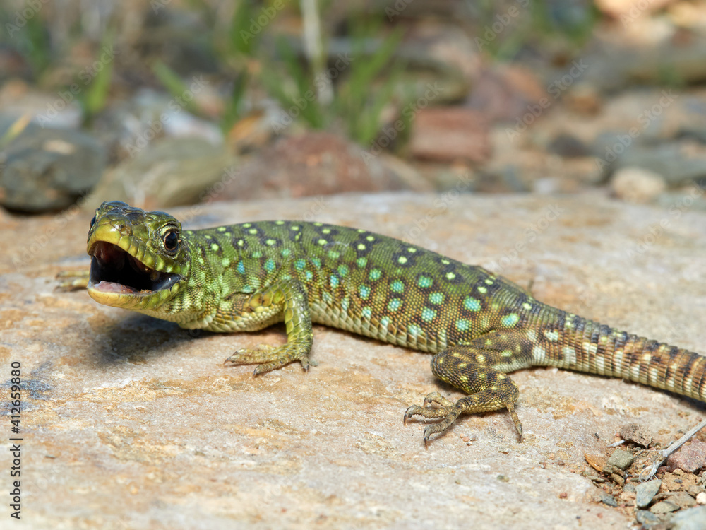 A young specimen of ocellated lizard on a very aggressive stone. Timon lepidus. A young specimen of ocellated lizard on a very aggressive stone. Timon lepidus.