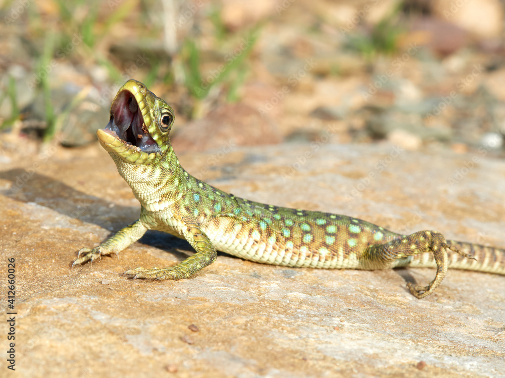 A young specimen of ocellated lizard on a very aggressive stone. Timon lepidus. A young specimen of ocellated lizard on a very aggressive stone. Timon lepidus.
