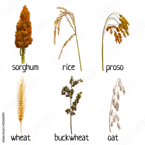 Set ears with grain and leaf. Vector color vintage hand drawn hatching illustration