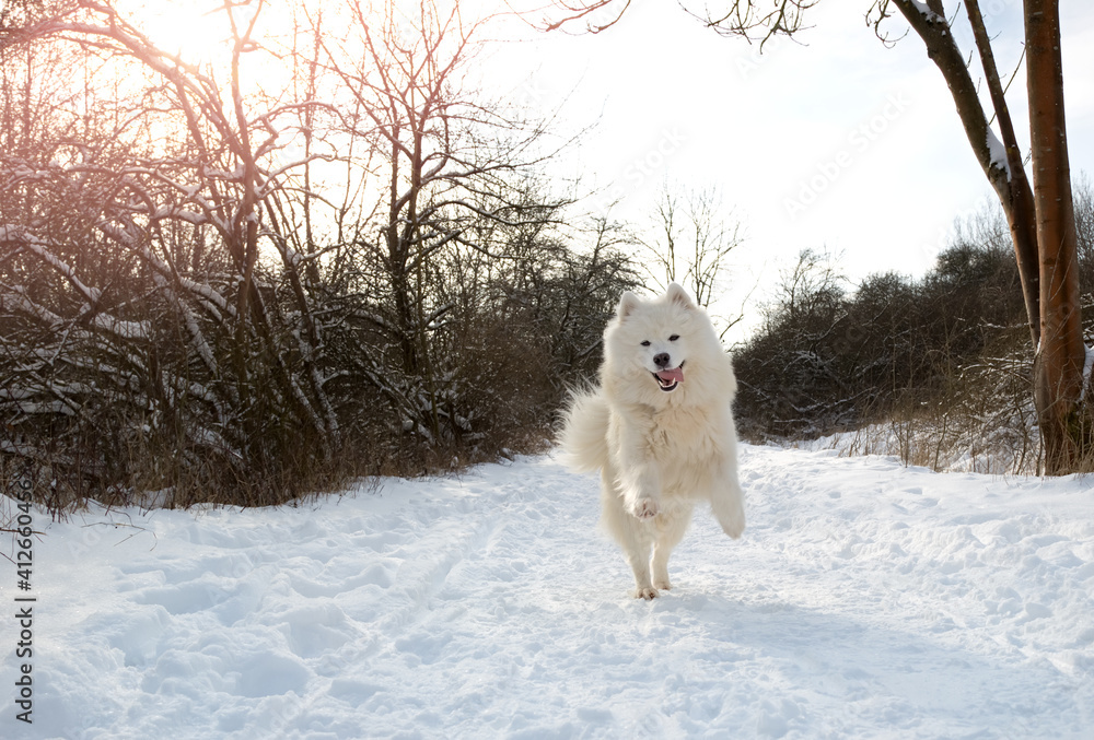 samoyed dog running through the snow