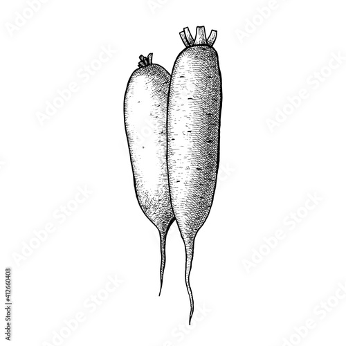 Daikon white radish. hand drawn vector sketch illustration. Isolated on  white background. Organiic food.